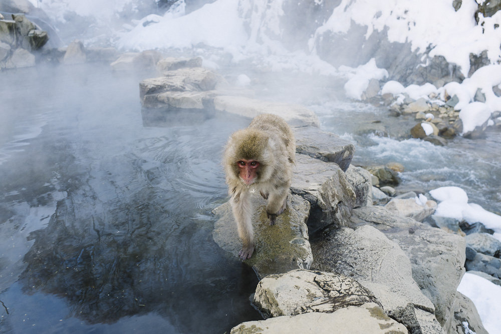 snowmonkeys-003.jpg