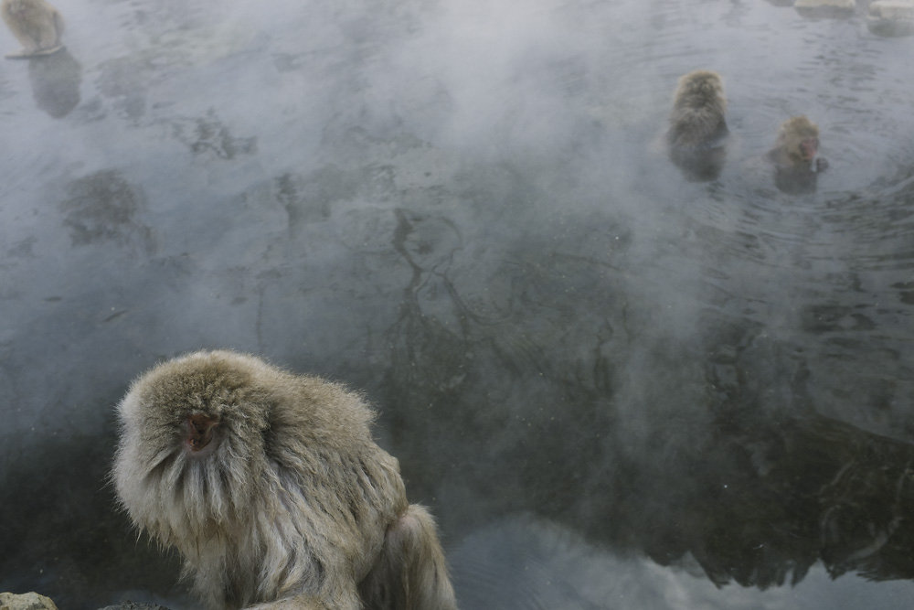 snowmonkeys-004.jpg