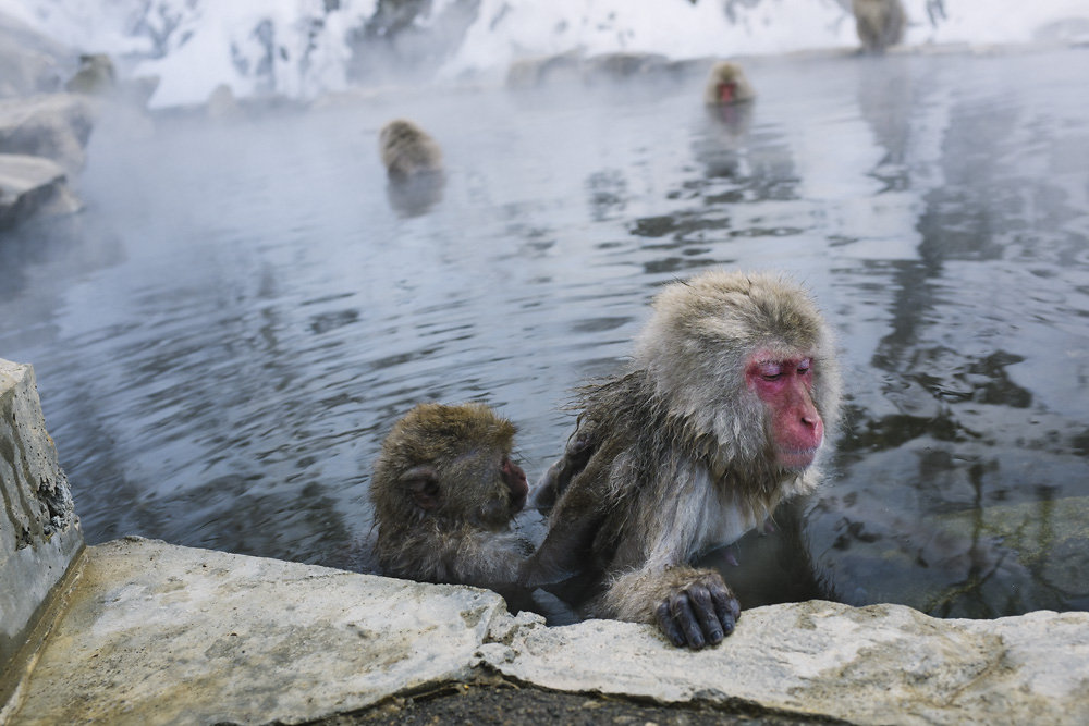 snowmonkeys-005.jpg