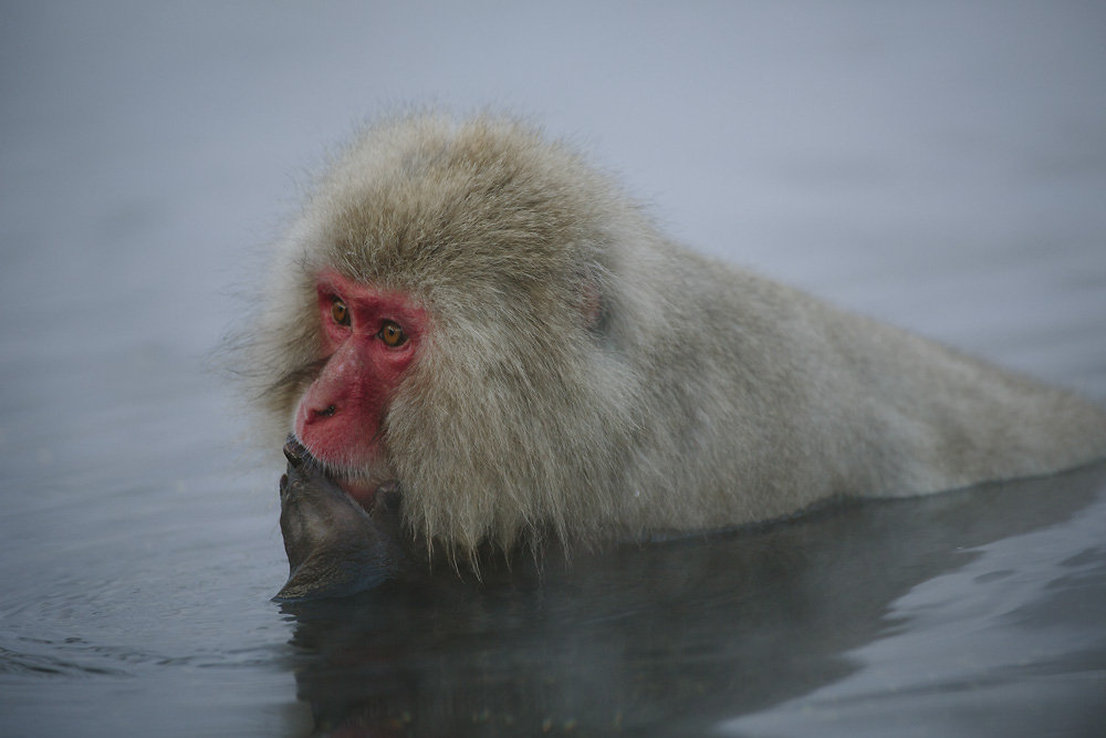 snowmonkeys-007.jpg