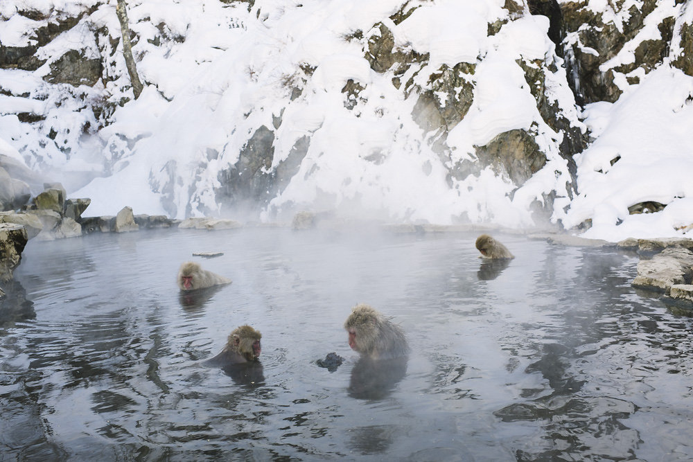 snowmonkeys-008.jpg