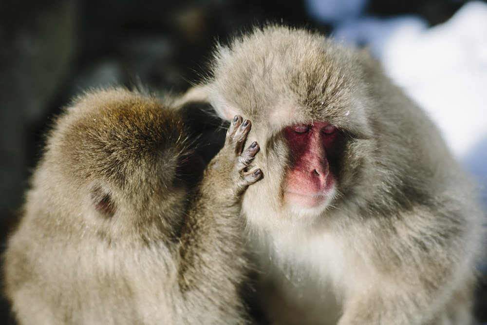 snowmonkeys-010.jpg