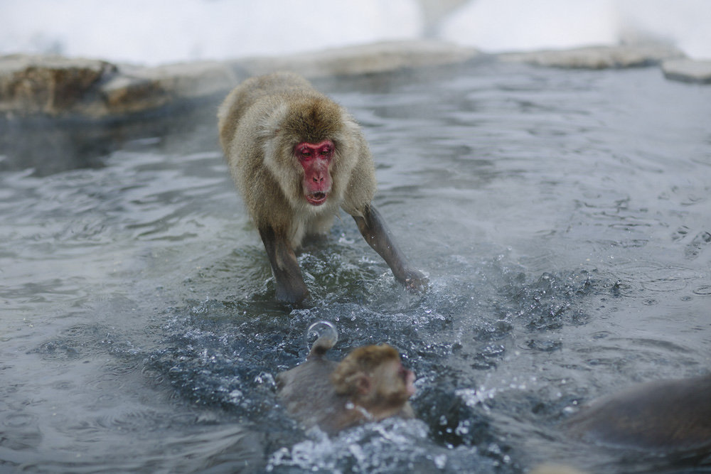 snowmonkeys-012.jpg